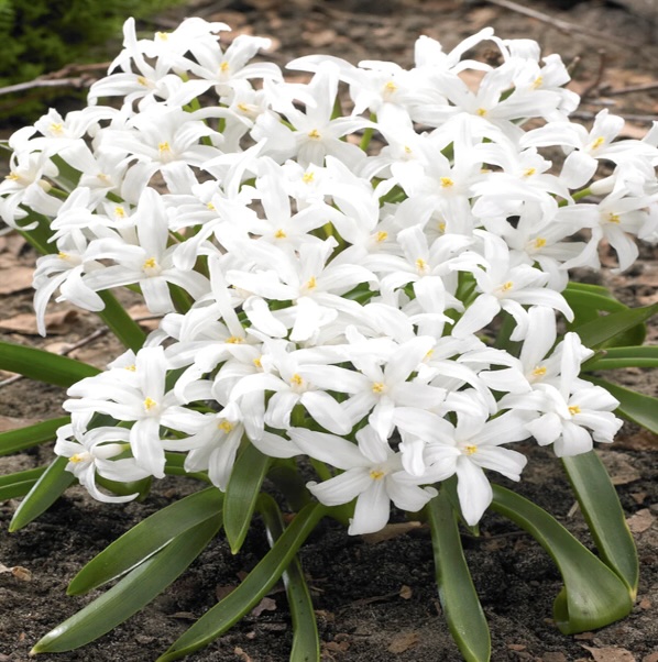 Chionodoxa Glory of the Snow 10 Pack