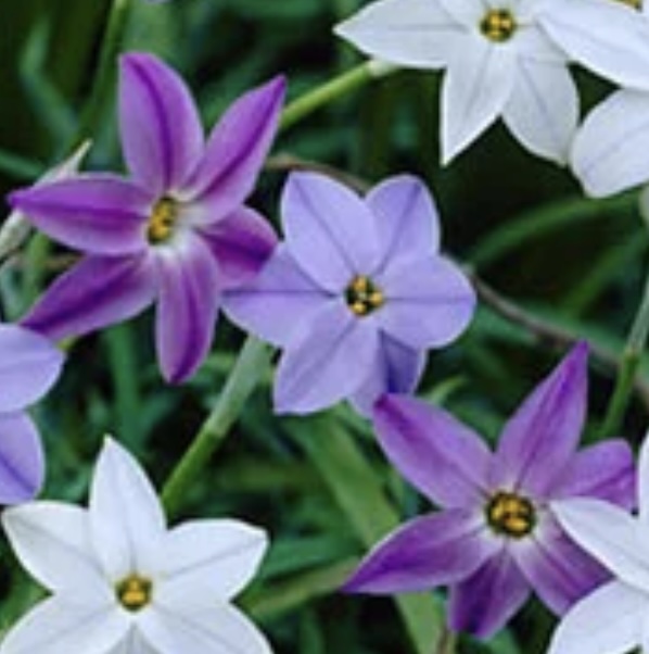 CHIONODOXA BULBS