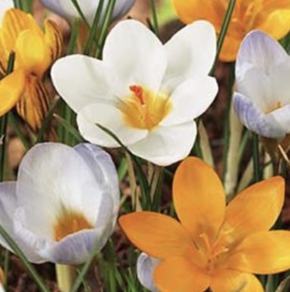 Mixed Crocus Bulbs 50 Pack