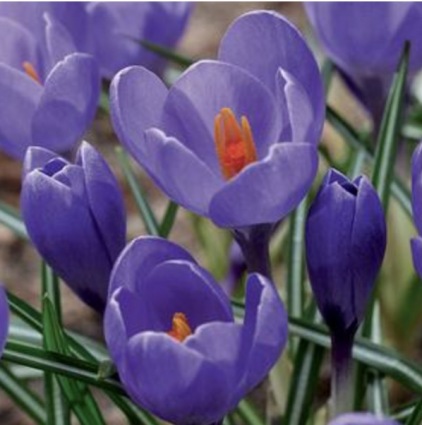 Aqua Crocus Bulbs 10 Pack