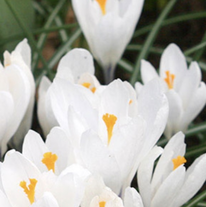 Snowstorm Crocus Bulbs 10 Pack