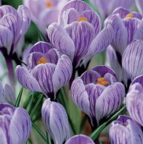 Pickwick Crocus Bulbs 10 Pack