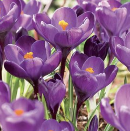 Purpureus Grandiflorus Crocus Bulbs 10 Pack