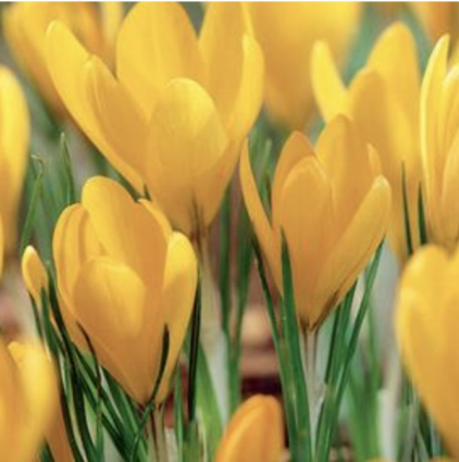 Yellow Mammoth Crocus Bulbs. 10 Pack