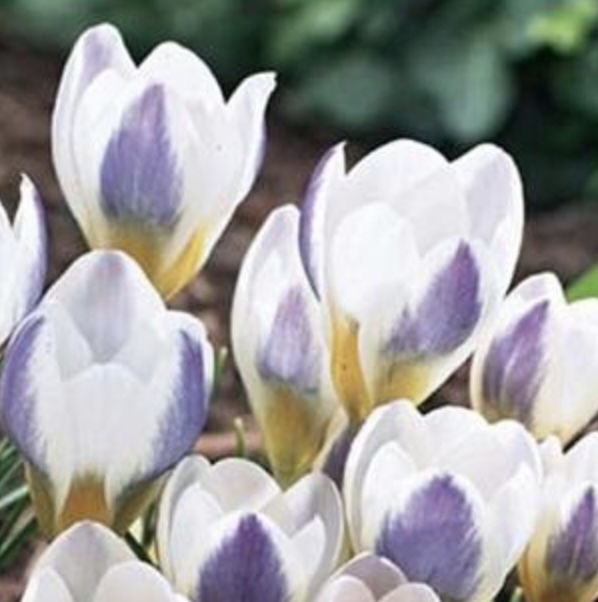 Blue Bird Crocus Bulbs 20 Pack