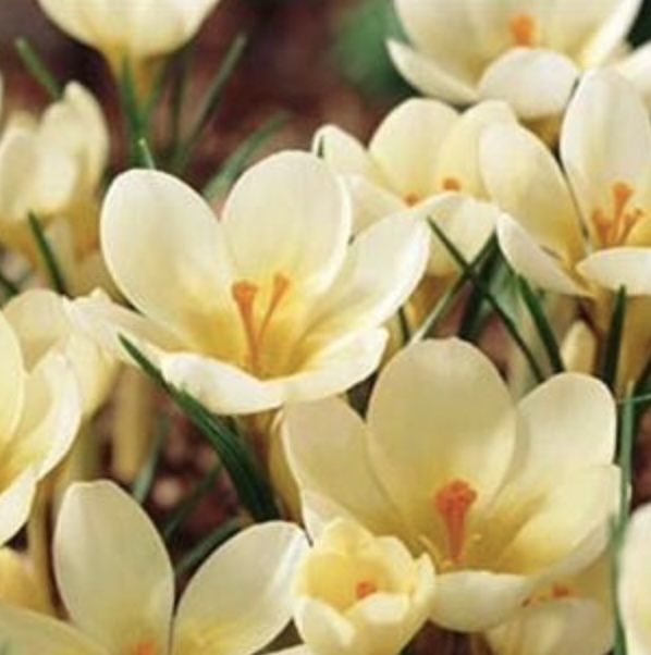 Cream Beauty Crocus Bulbs 20 Pack