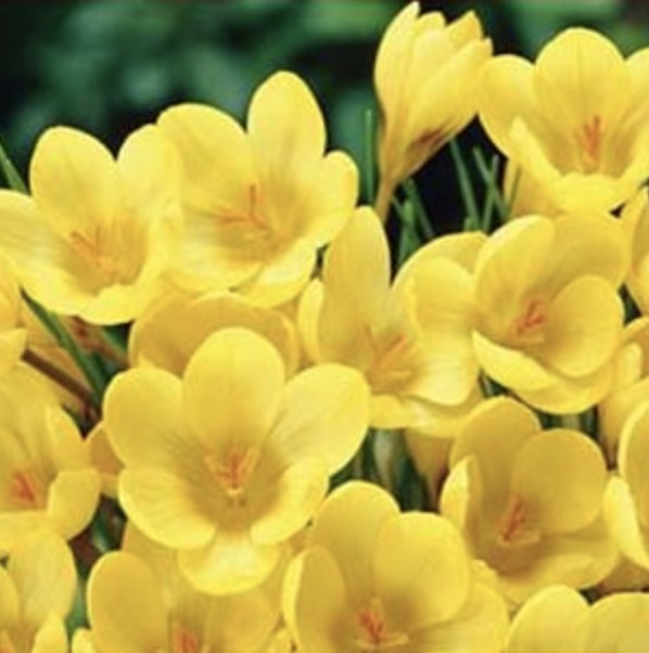 E.P. Bowles Crocus Bulbs 20 Pack