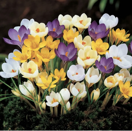 Botanical Mix Crocus Bulbs 20 Pack