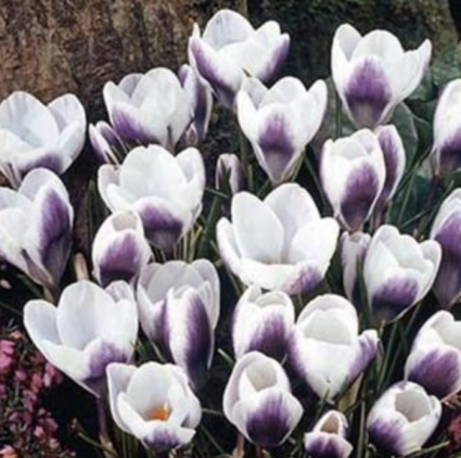 Prince Claus Crocus Bulbs 20 Pack