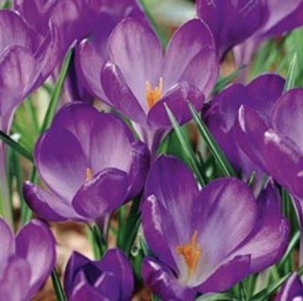 Ruby Giant Crocus Bulbs 20 Pack