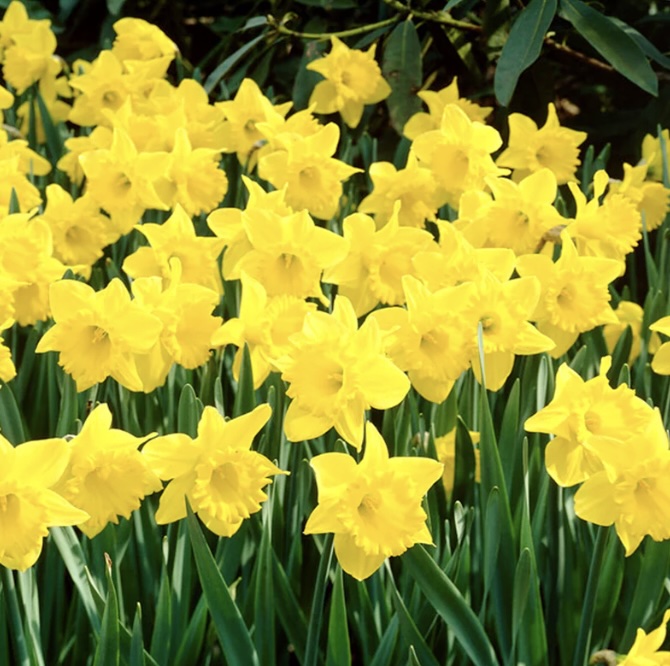 Yellow Narcissus  Bulbs 25 Pack