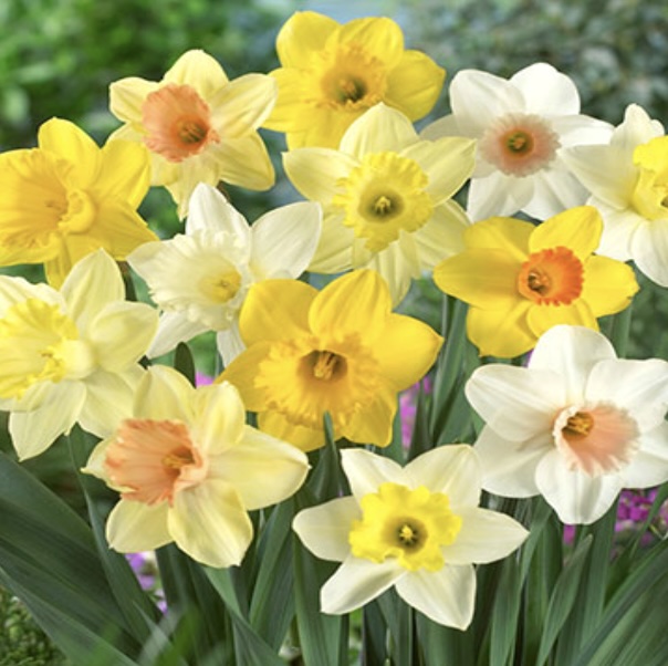 Mixed Narcissus Bulbs 25 Pack