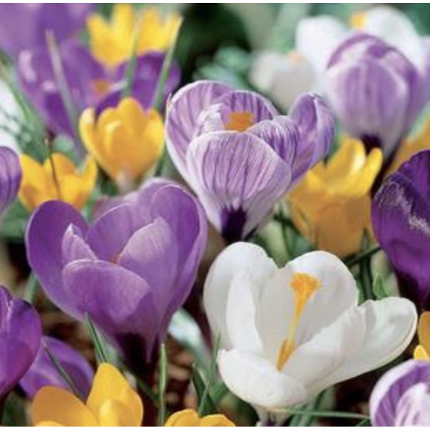 CROCUS BULBS