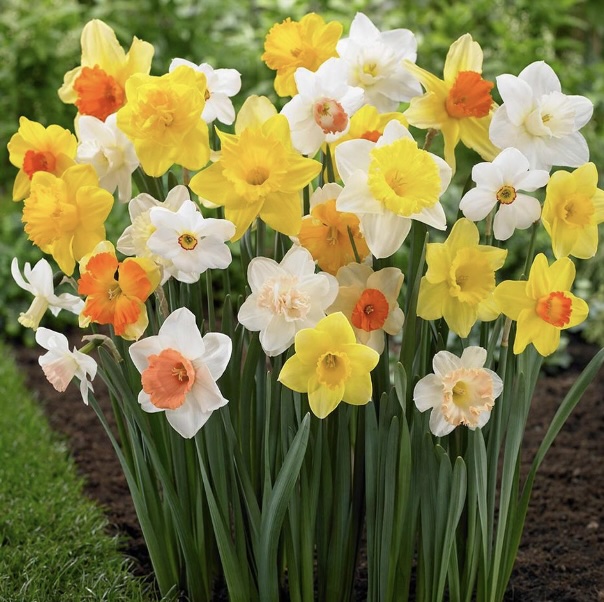 DAFFODIL &amp; NARCISSUS BULBS