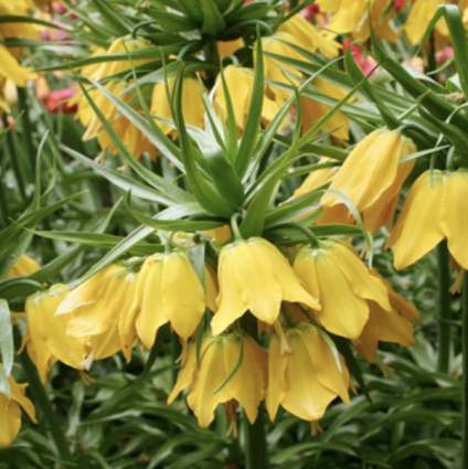 Fritillaria Lutea 1 Pack