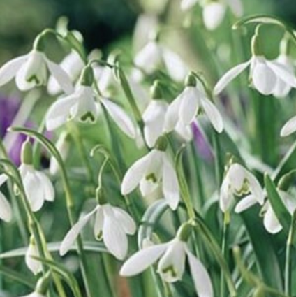 Snowdrop Nivalis (Galanthus) 10 Pack