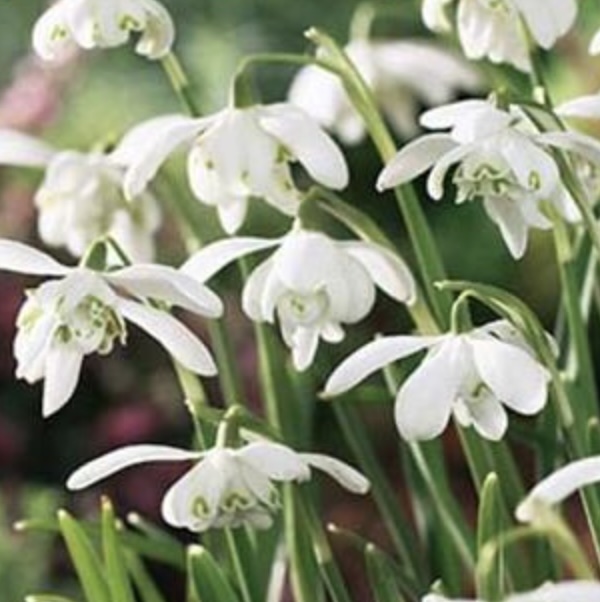 GALANTHUS BLUBS