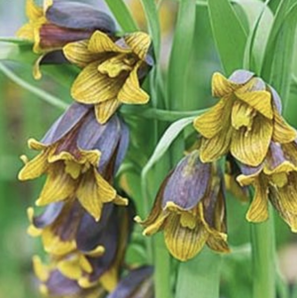 Fritillaria Uva-Vulpis Bulbs10 Pack