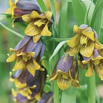 Fritillaria Uva-Vulpis Bulbs10 Pack