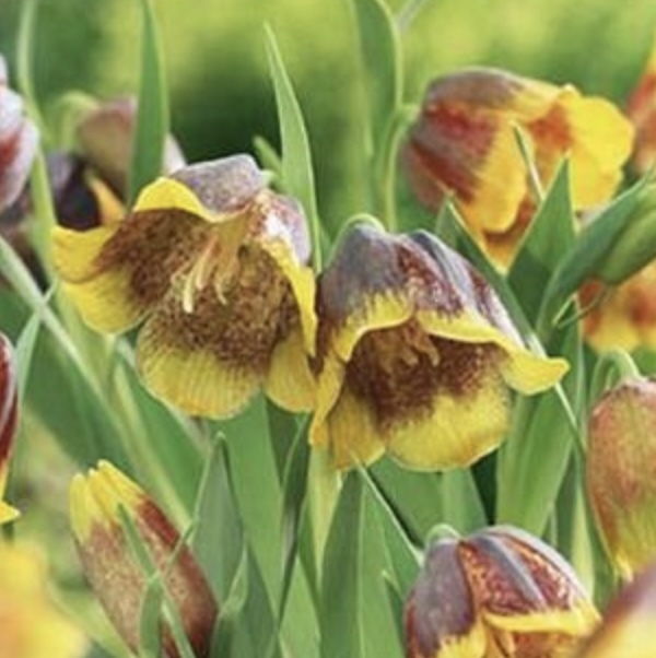 FRITILLARIA BULBS