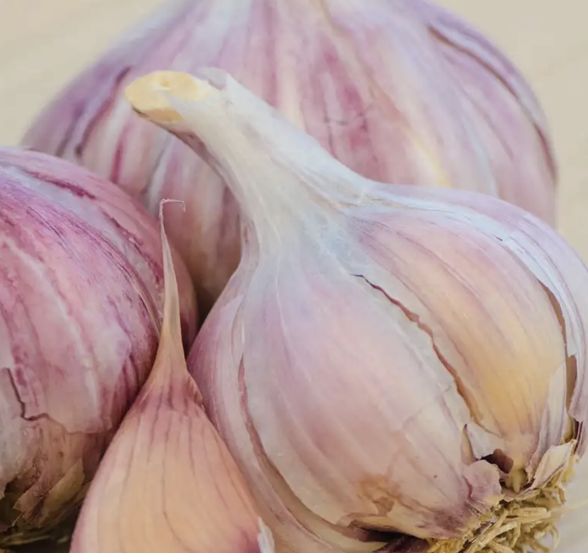 Purple Glazer Garlic Bulbs  3 Pack