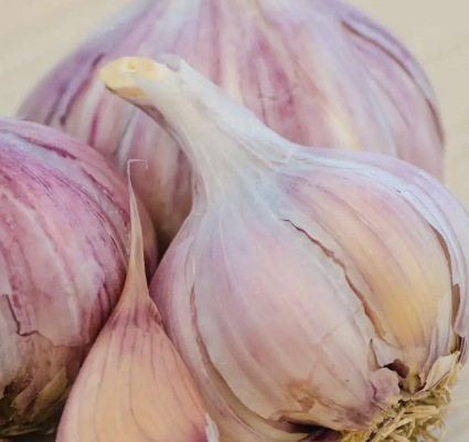Purple Glazer Garlic Bulbs  3 Pack