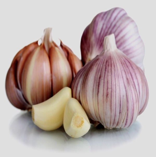 GARLIC BULBS