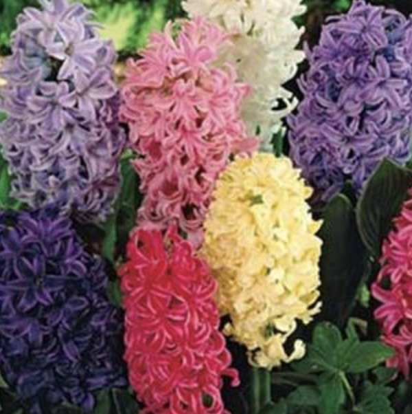 Hyacinth Mixed Bulbs 12 Pack