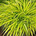 GRASS, ALL GOLD JAPANESE FOREST 1 G