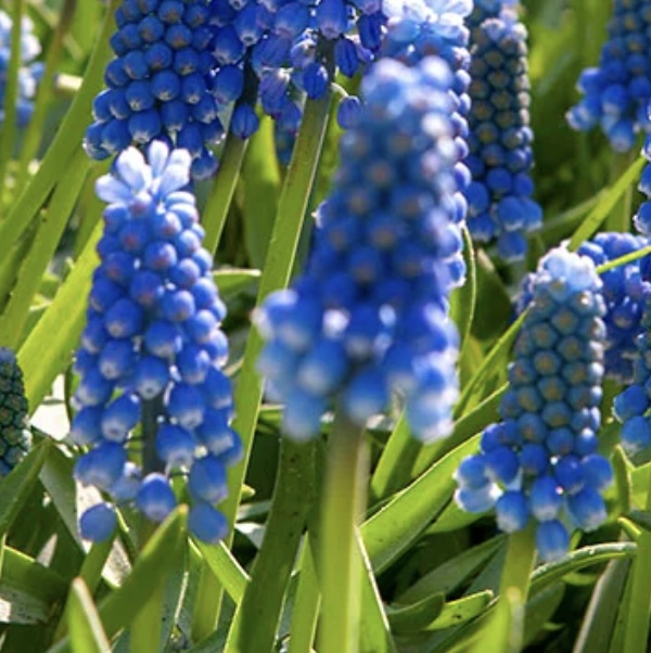 Hyacinth Grape Bulbs 50 Pack