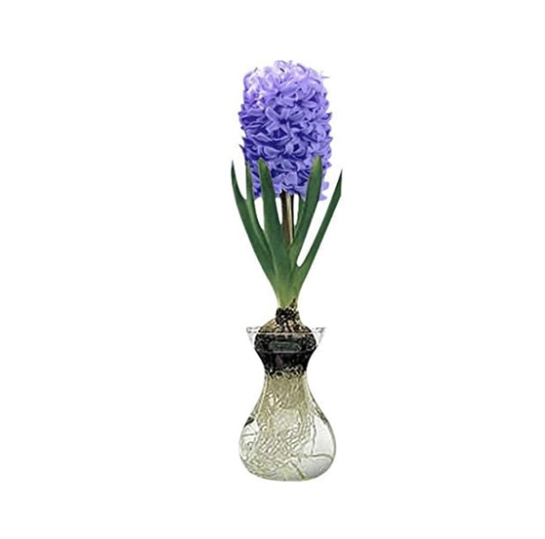 Hyacinth Bulb and Glass Vase for Forcing