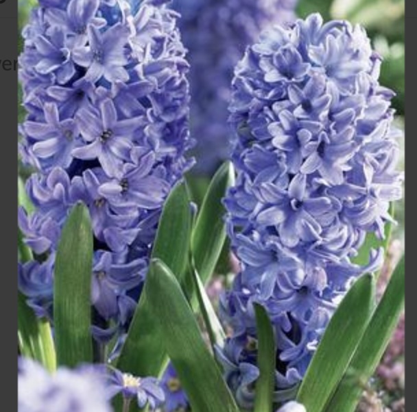 Hyacinth Blue Star Bulbs 4 Pack