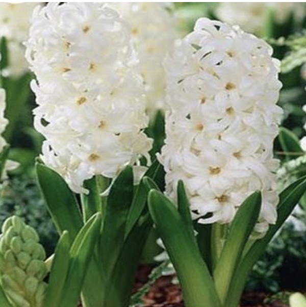 Hyacinth Carnegie Bulbs 4 Pack