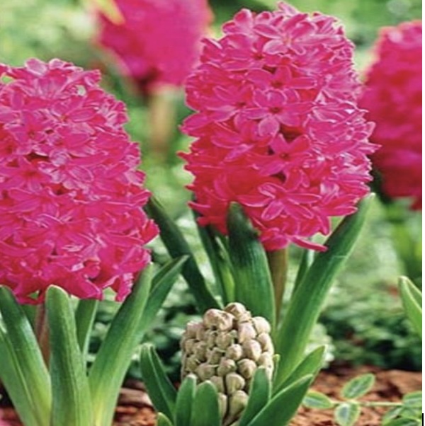 Jan Bos Hyacinth Bulbs 4 Pack