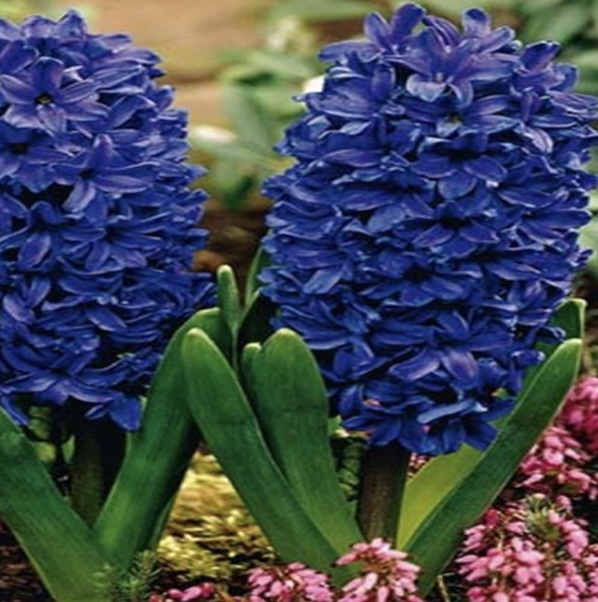 Peter Stuyvesant Hyacinth Bulbs 4 Packs