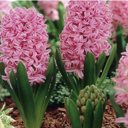 Pink Pearl Hyacinth Bulbs 4 Pack