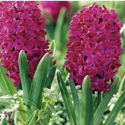 Woodstock Hyacinth Bulbs 4 Pack