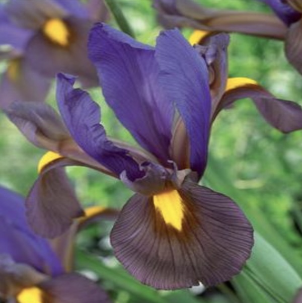 Dutch Iris Eye of Tiger Bulbs 10 Pack