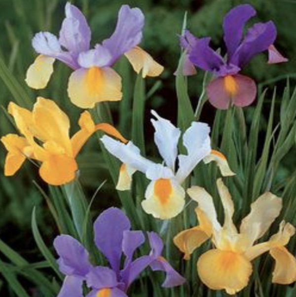 Dutch Iris Mixed Bulbs 10 Bulbs