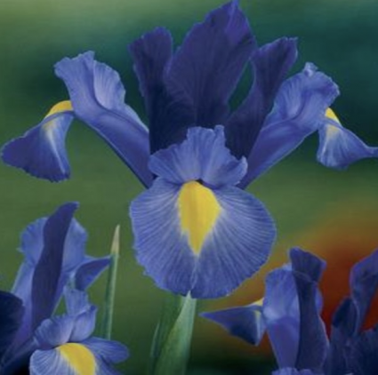 Dutch Iris Sapphire Beauty Bulbs 10 Pack