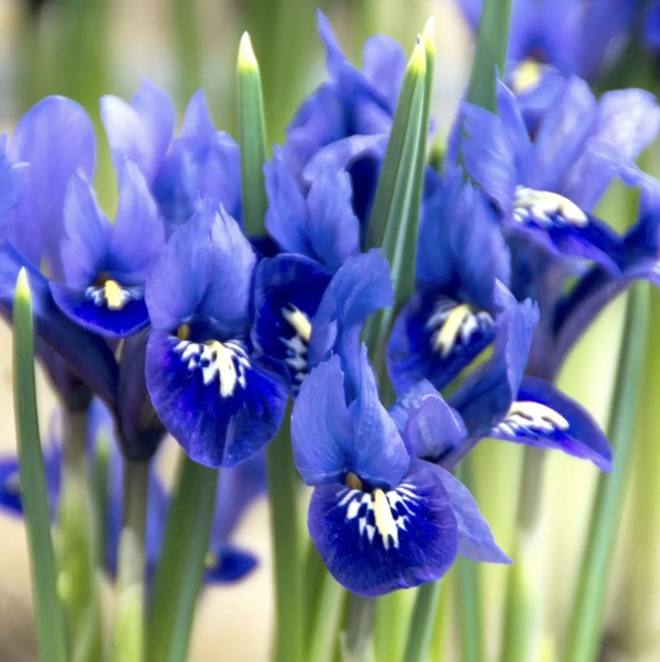 Dutch Iris Harmony Bulbs  10 Pack