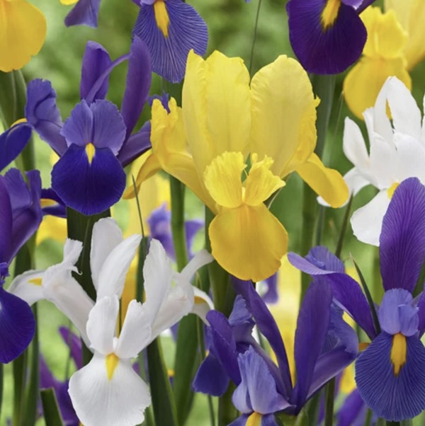 IRIS BULBS