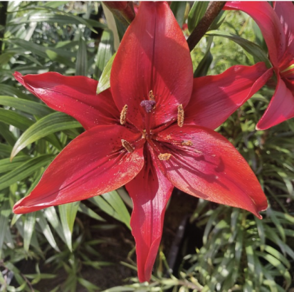 Red County Lilium Bulbs 2 Pack