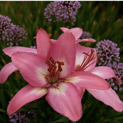 Ice Berry Lilium Bulbs 2 Pack