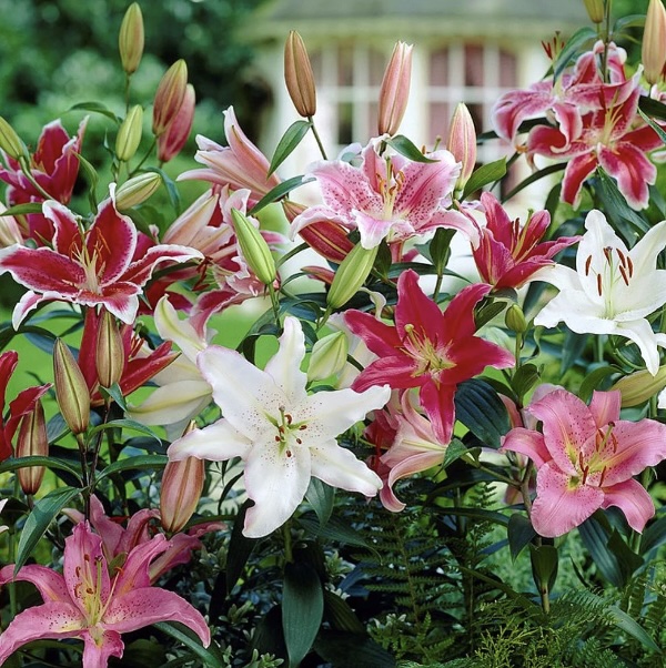 LILIUM BULBS