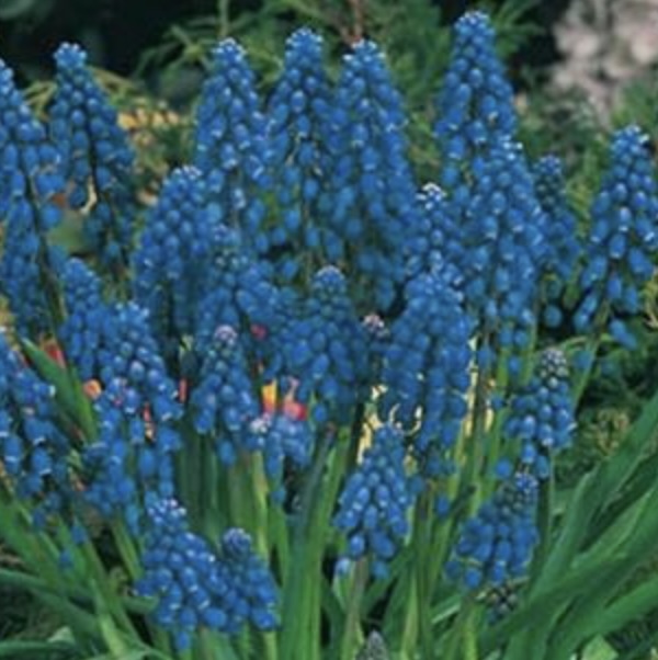 Armeniacum Muscari 10 Pack