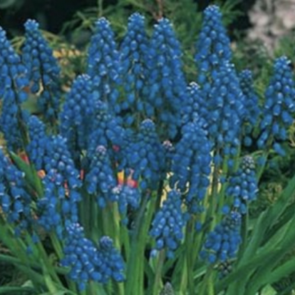 Armeniacum Muscari 10 Pack