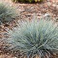 GRASS, ELIJAH BLUE FESCUE 1 GAL