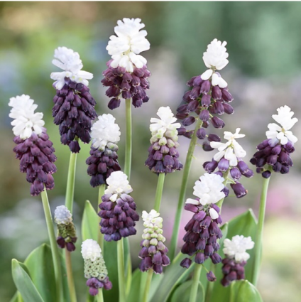 Grape Ice Muscari Bulbs 10 Pack