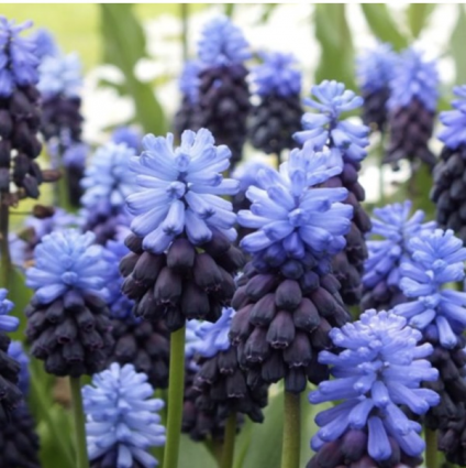 Muscari Latifolium Bulbs  10 Pack